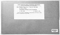 Puccinia violae image